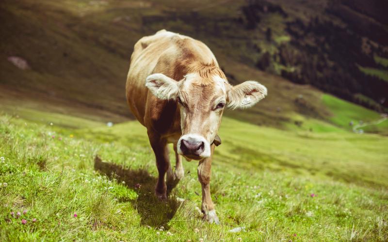 photographe strasbourg alsace