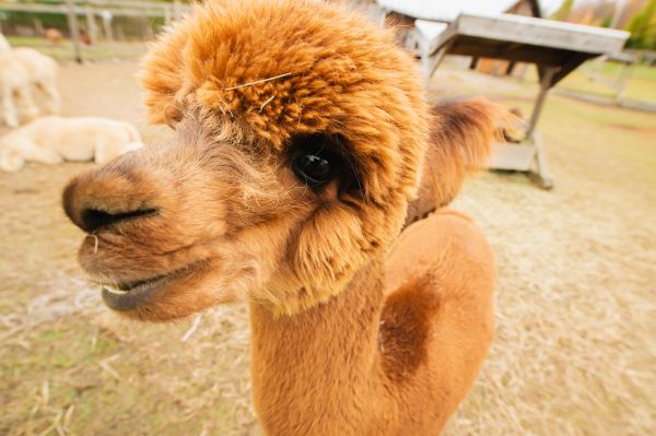 photographe strasbourg alsace