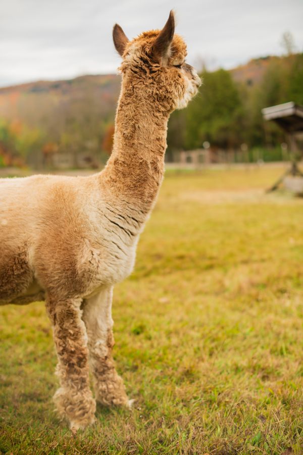 photographe strasbourg alsace