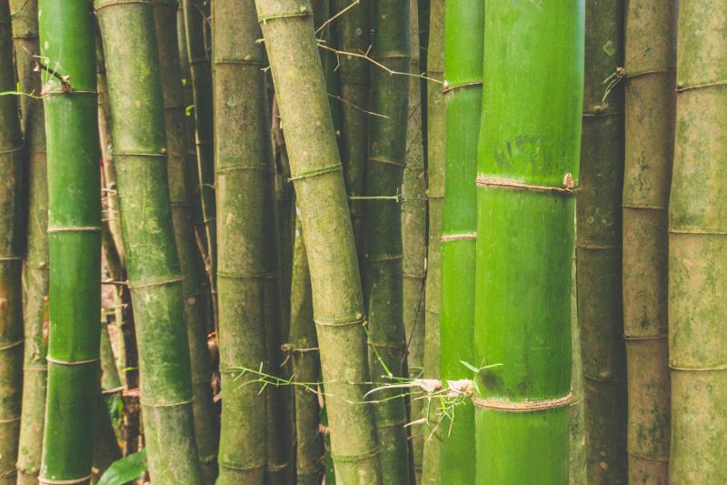 photographe strasbourg alsace